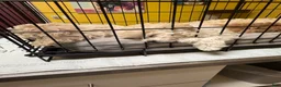 Bichpoo dogs for sale: Lucky - Ad 5