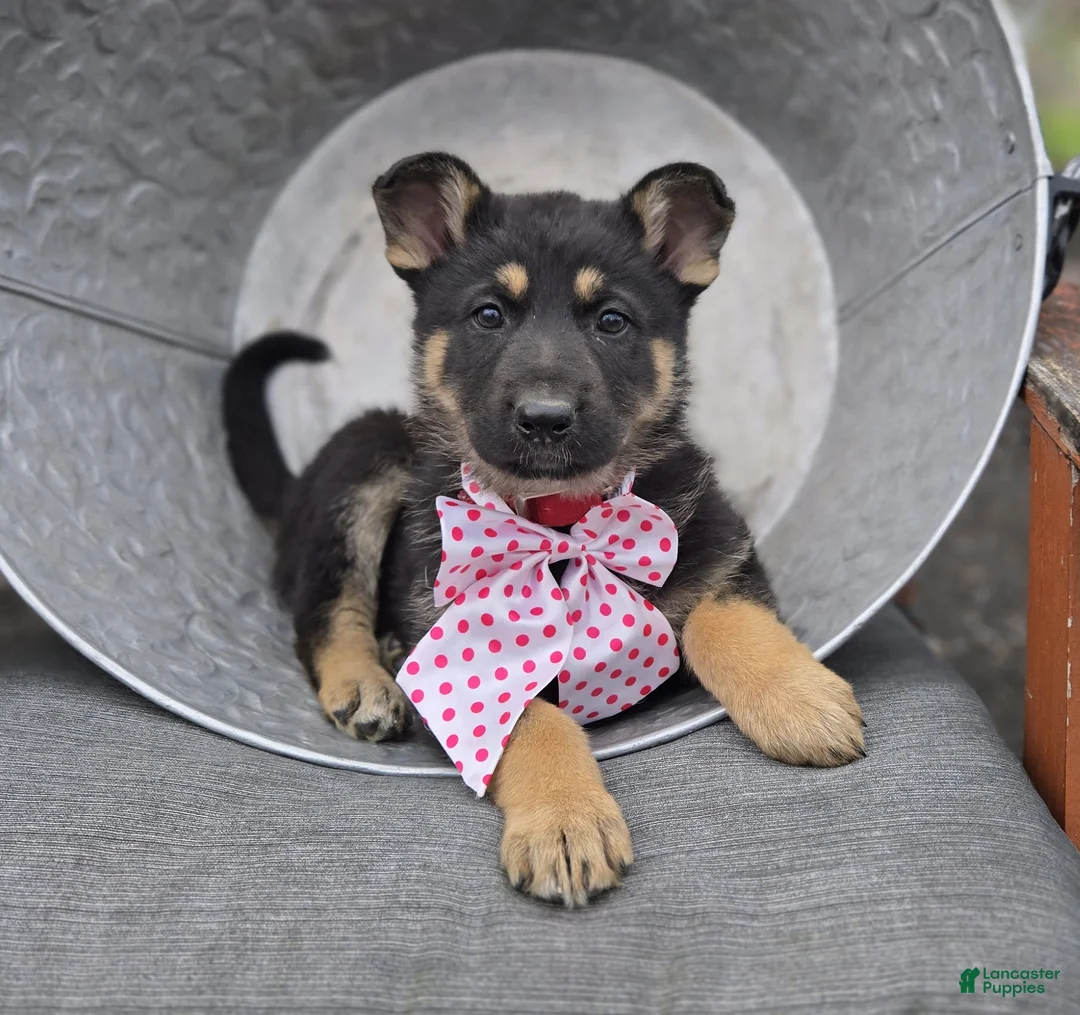German Shepherd dogs for sale: Kate - Ad 6