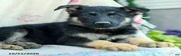 German Shepherd dogs for sale: Atlas - Ad 4