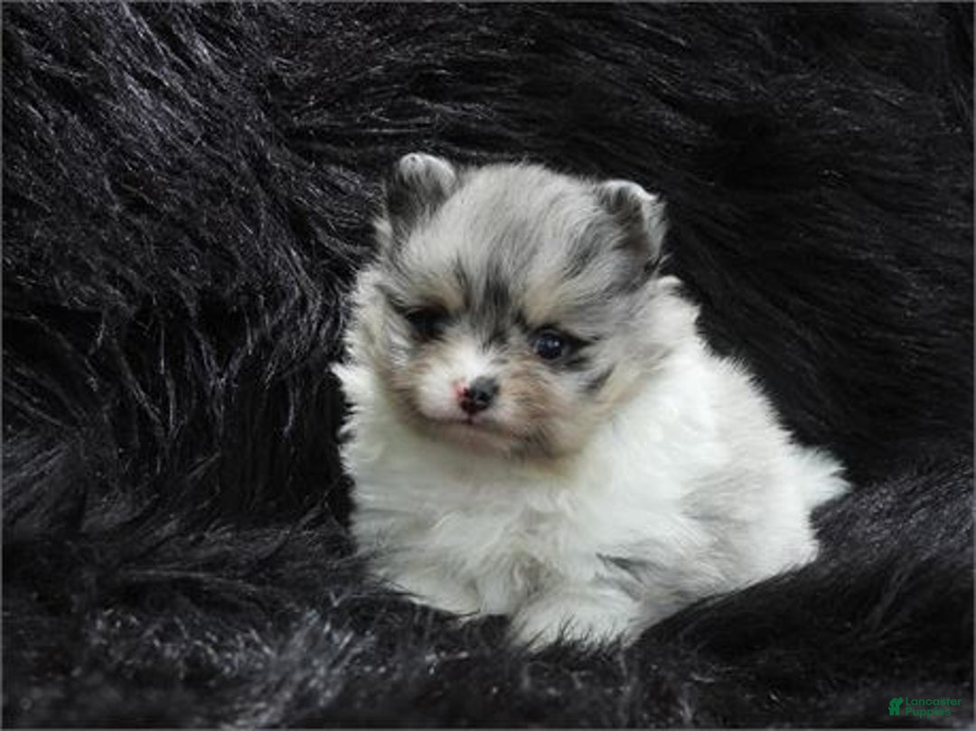 Pomeranian dogs for sale: Pomeranian Puppy 2 - Ad 3
