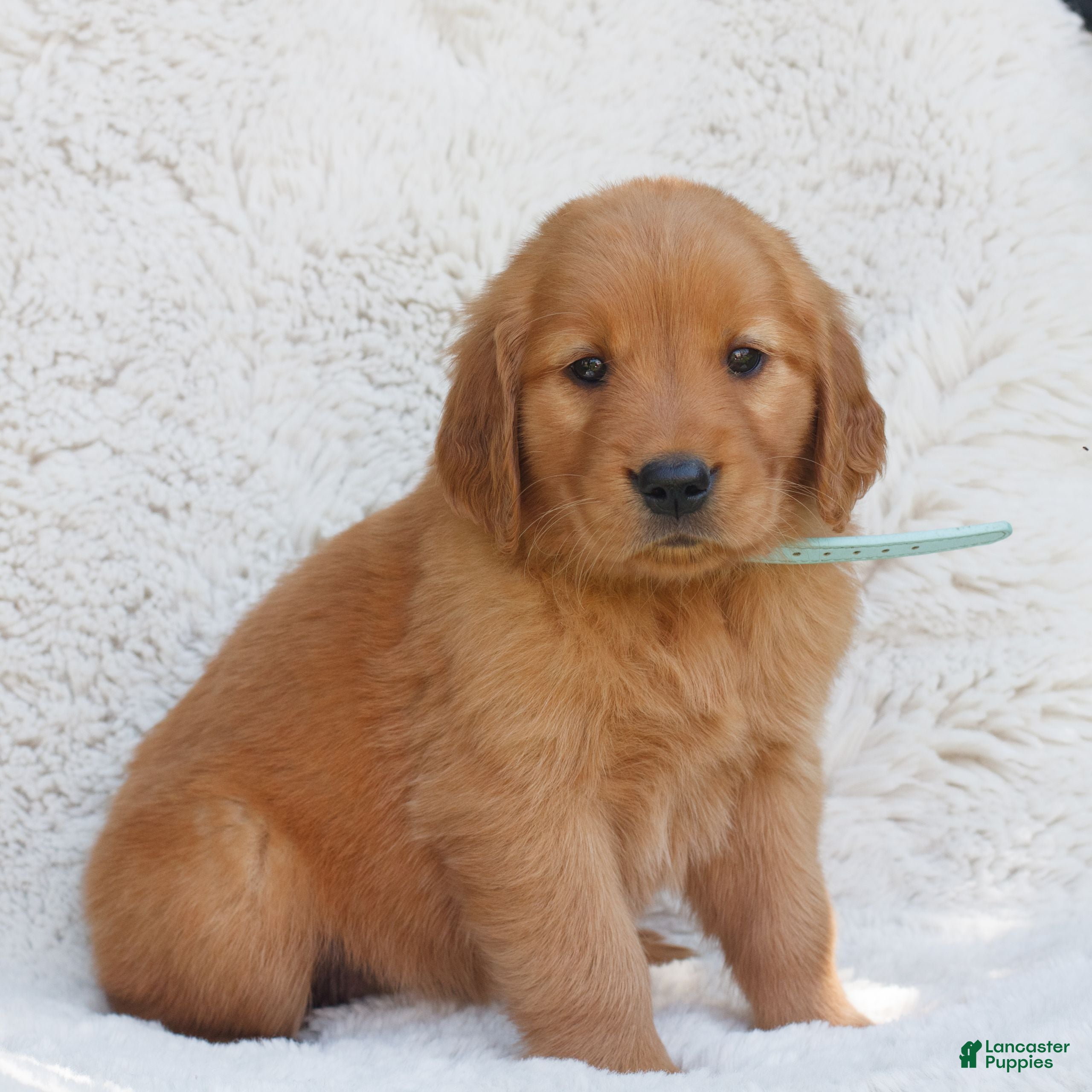 Golden Retriever dogs Paisley  - Ad 1