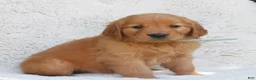Golden Retriever dogs for sale: Paisley  - Ad 1