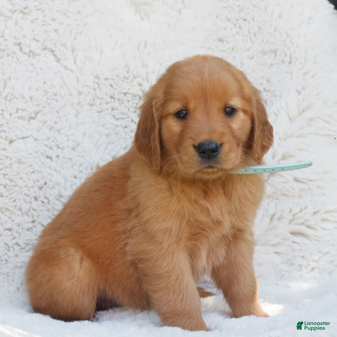 Golden Retriever dogs for sale: Paisley  - Ad 1