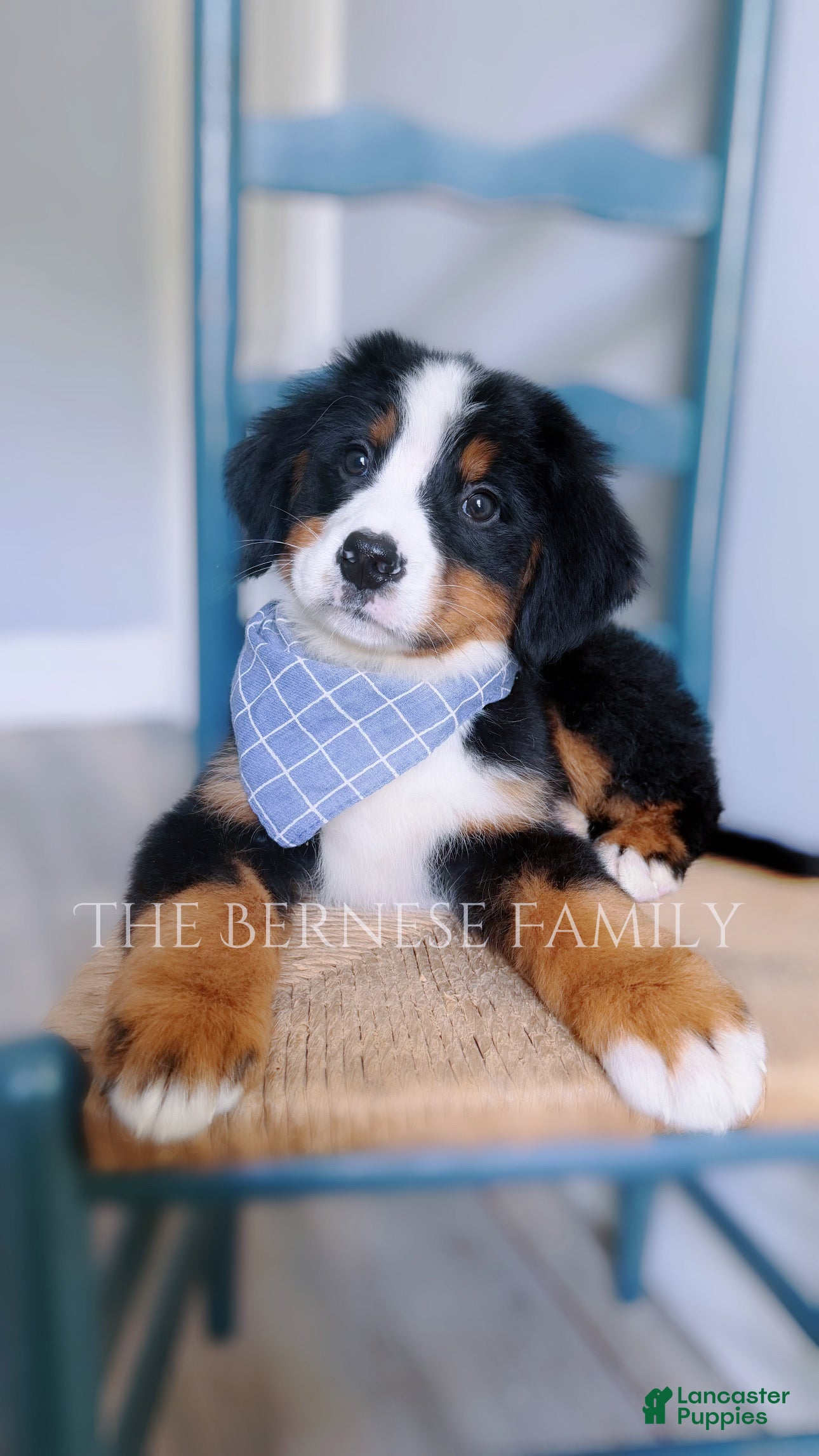 Bernese Mountain Dog dogs Mason - Ad 35