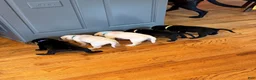 Labrador Retriever dogs for sale: Labrador Retriever - Orange Collar - Ad 3