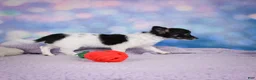 Chihuahua dogs for sale: POPPY - Ad 7