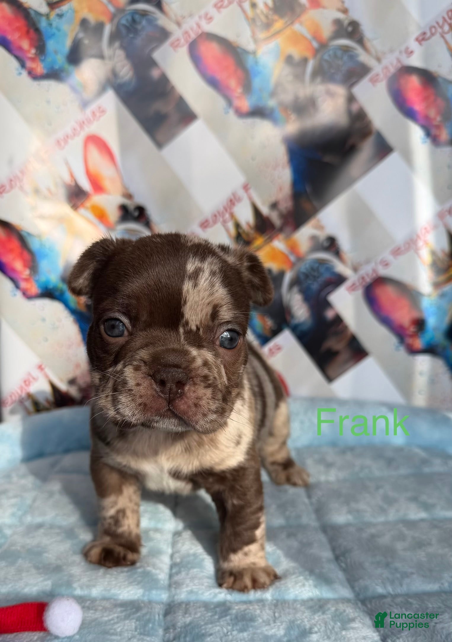 French Bulldog dogs Frankie - Ad 29