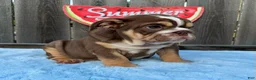 English Bulldog dogs for sale: Kelly - Ad 2