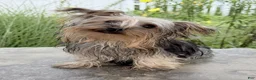 Yorkshire Terrier dogs for sale: Rocky - Ad 3