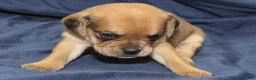 Puggle dogs for sale: Chewy - Ad 10