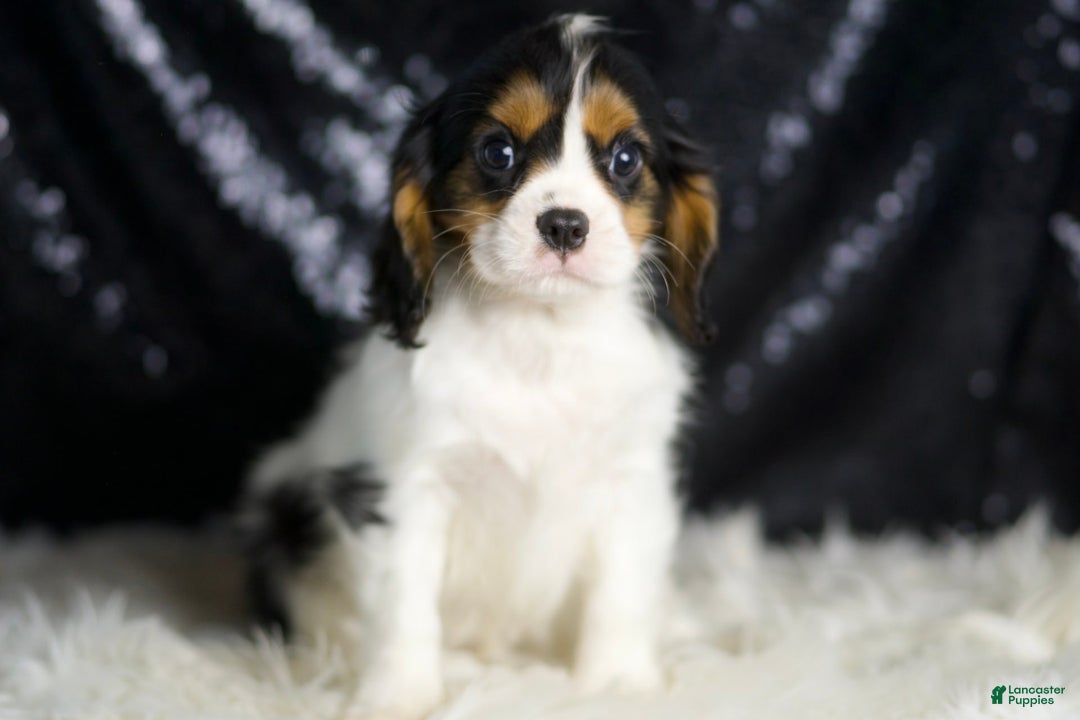 Cavalier King Charles Spaniel dogs for sale: Parker - Ad 5
