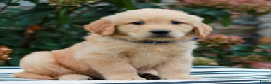 Milo 
