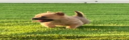 Cairn Terrier dogs for sale: Daisy - Ad 3