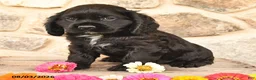 Cocker Spaniel dogs for sale: Diamond - Ad 4