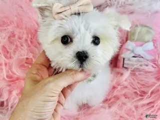 Maltese dogs Maltese Puppy 2 - Ad 3