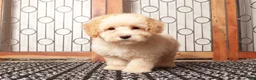 Bichpoo dogs for sale: Donald Male Poochon - Ad 1