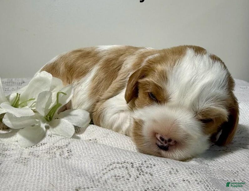 Cavapoo dogs Donnie Cavapoo  - Ad 1