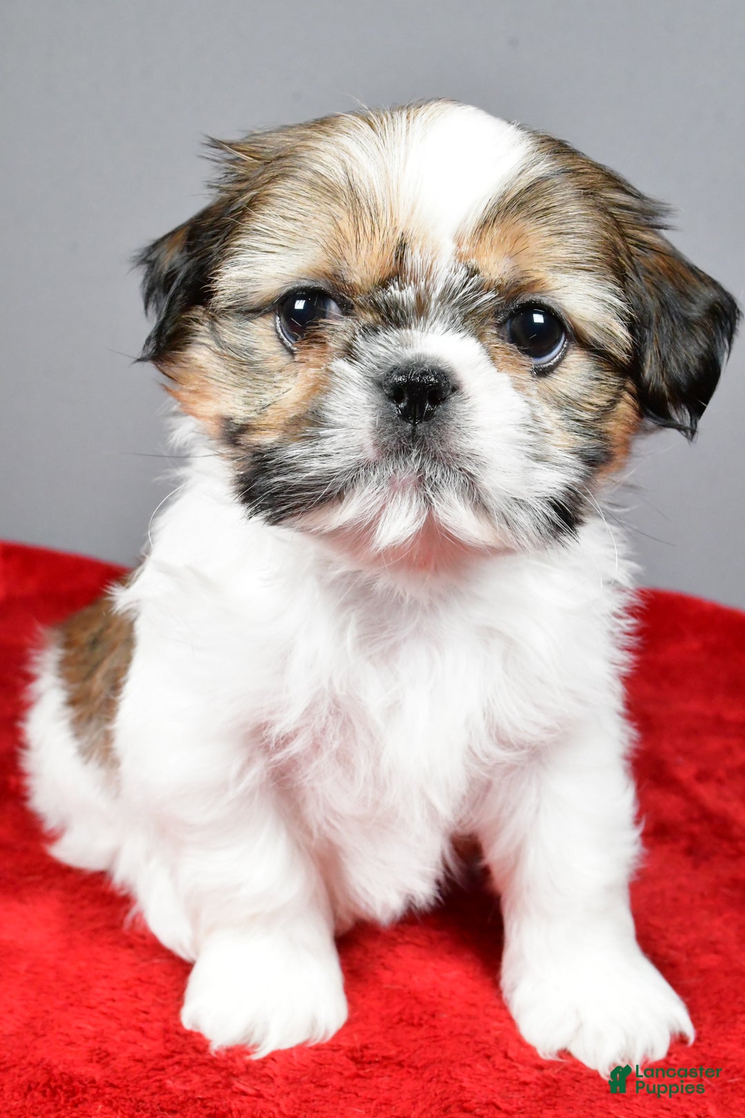 Shih Tzu dogs for sale: Noel - Ad 2