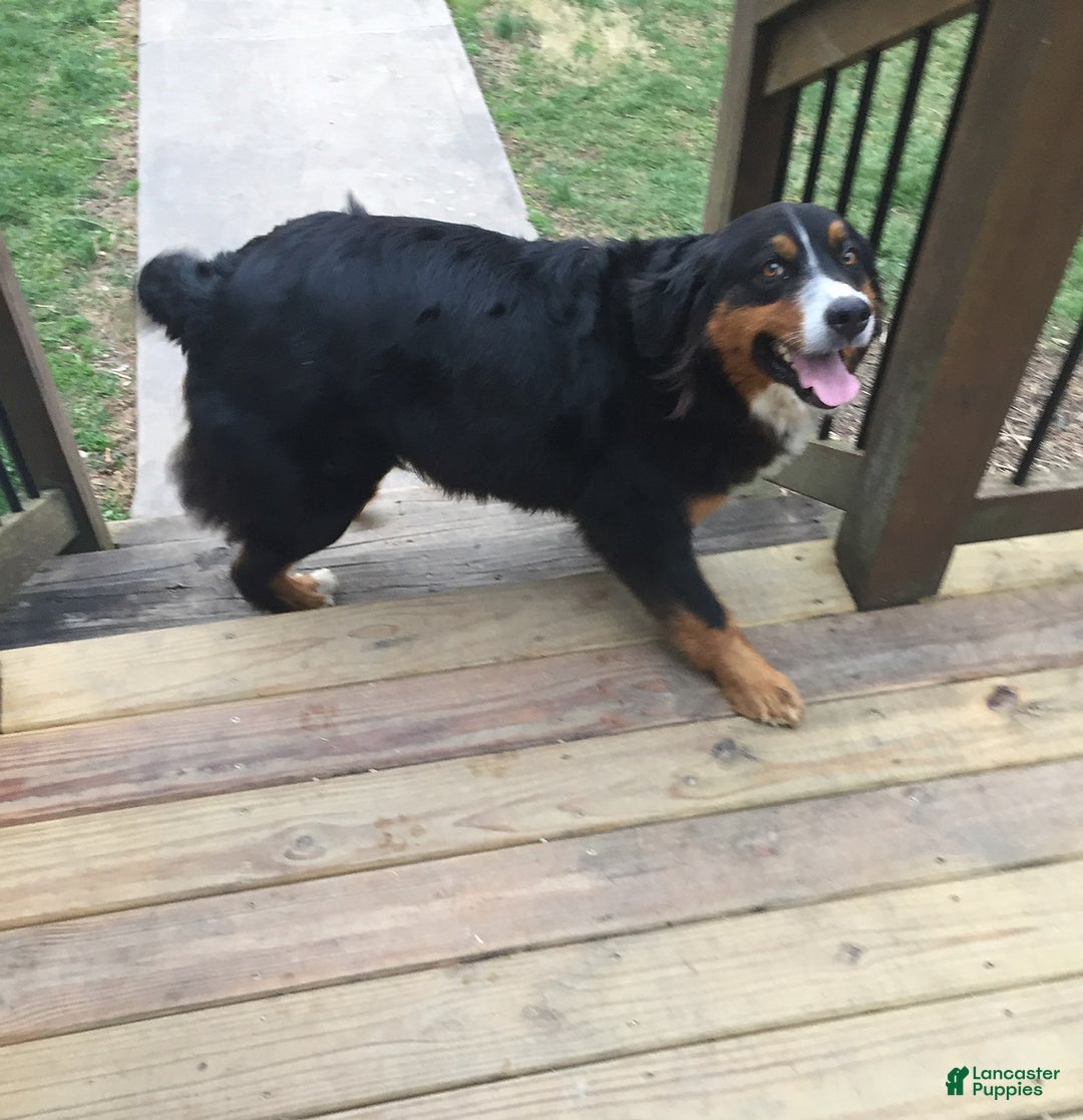 Bernese Mountain Dog dogs for sale: Jodie  - Ad 6