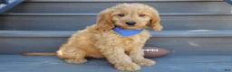 Goldendoodle dogs for sale: Logan-MEDIUM - Ad 5