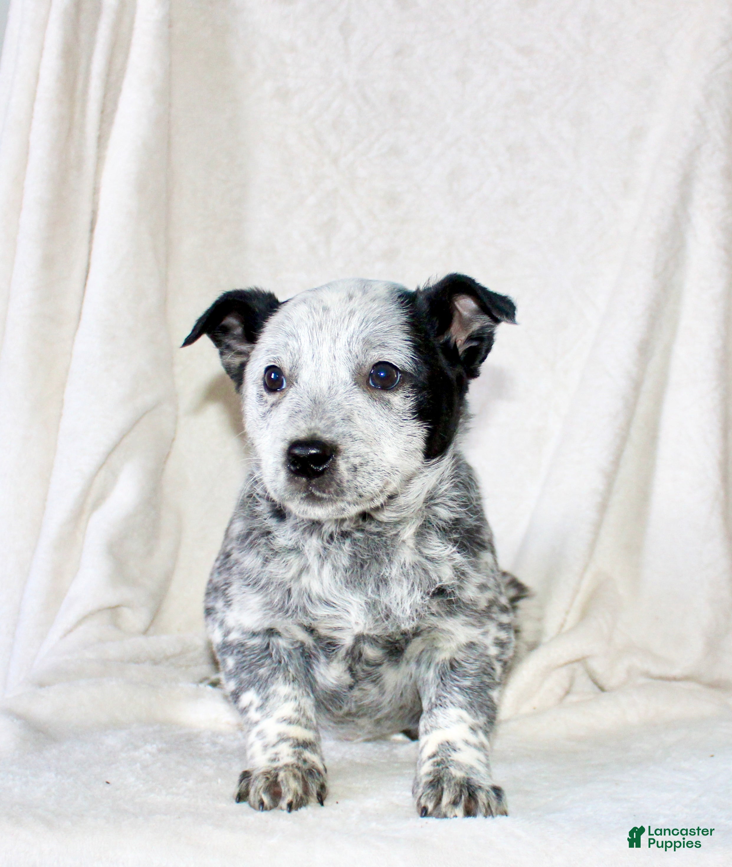 Australian Cattle Dog dogs Rose - Ad 2