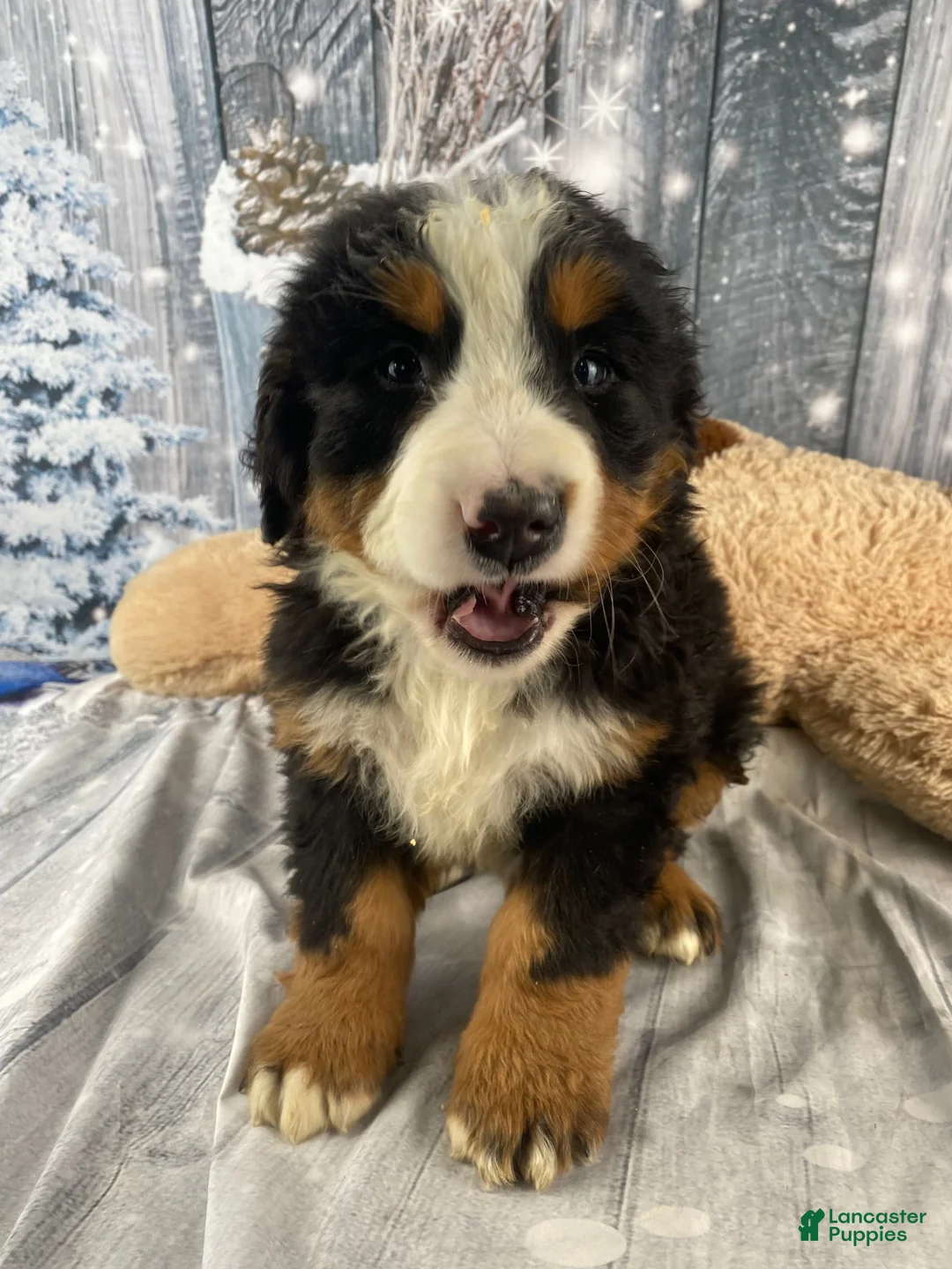 Bernese Mountain Dog dogs for sale: Maverick - Ad 5