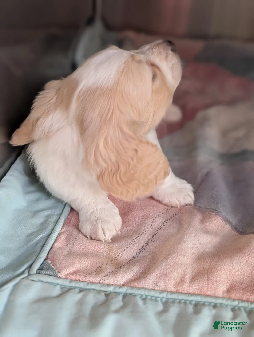 Miniature Dachshund dogs for sale: Miniature Dachshund Puppy 1 - Ad 11