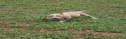 American Bully dogs for sale: American Bully female - Ad 3