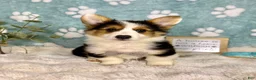 Welsh Corgi Pembroke dogs for sale: Brooks - Ad 4