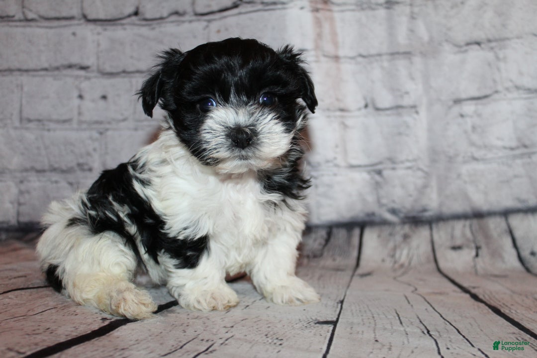 Morkie dogs for sale: Eve - Ad 5