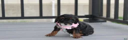 Miniature Poodle dogs for sale: Athena  - Ad 15