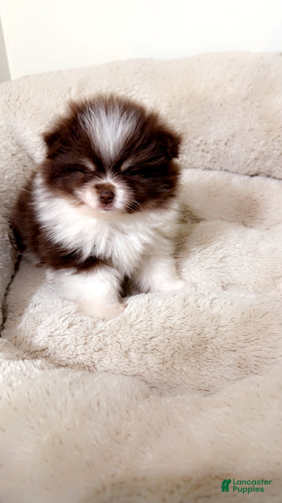 Pomeranian dogs for sale: Teddy  - Ad 2