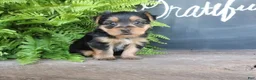 Morkie dogs for sale: Cookie - Ad 6