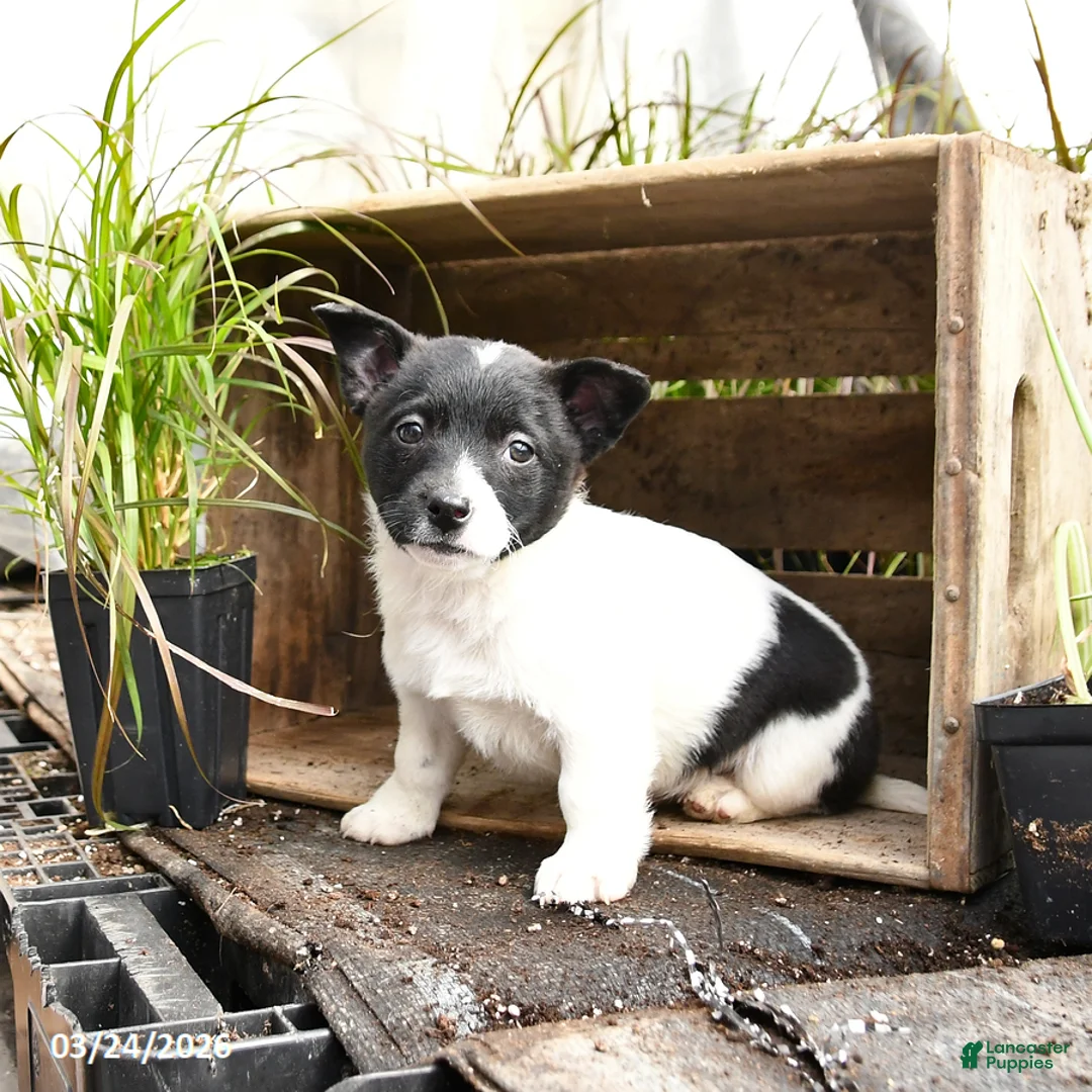 Mixed Breed dogs for sale: Oakley - Ad 1