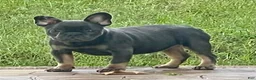 English Bulldog dogs for sale: Brandy  - Ad 2