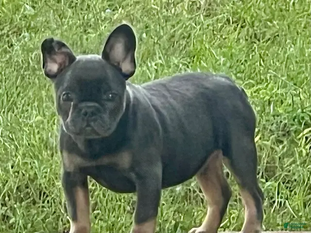 English Bulldog dogs for sale: Brandy - Ad 2