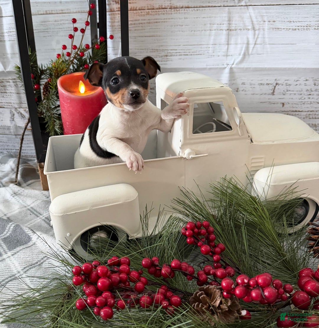 Toy Fox Terrier dogs for sale: Tuna - Ad 2