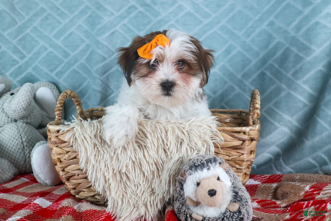 Teddy Bear dogs for sale: GEORGE - Ad 14