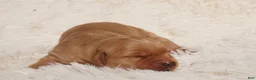 Golden Retriever dogs for sale: Daisy -AKC, Genetically Clear - Ad 32