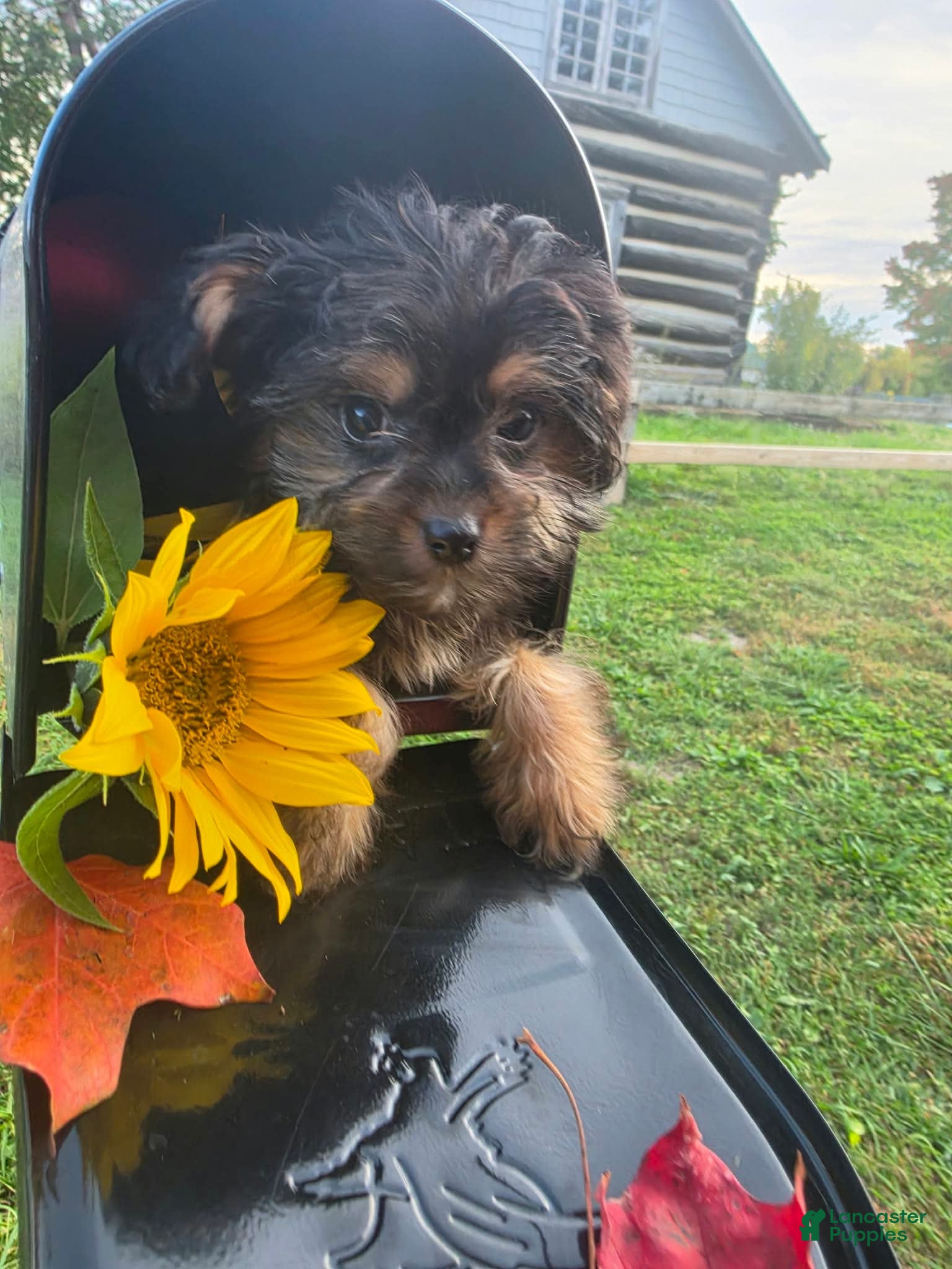 Yorkiepoo dogs Bosun - Ad 2