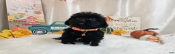 Yorkiepoo dogs for sale: Arlo Jay - Ad 4