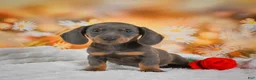 Miniature Dachshund dogs for sale: Dallas - Ad 3