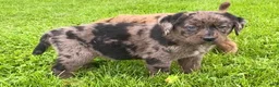 Mixed Breed dogs for sale: Koral - Ad 3