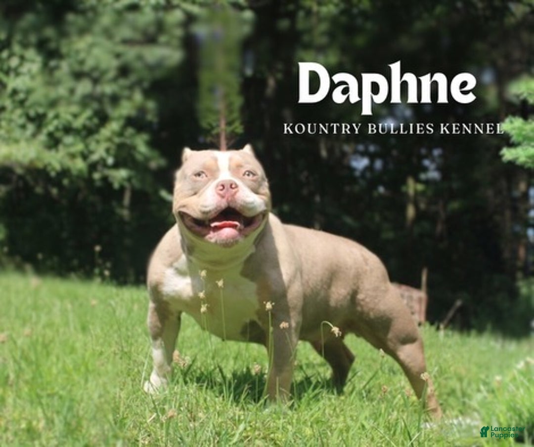 American Bully dogs for sale: Leo - Ad 3