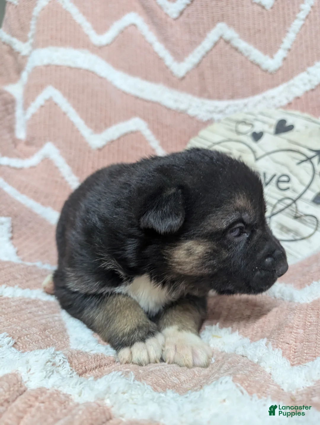 Gerberian Shepsky dogs for sale: Belle - Ad 1