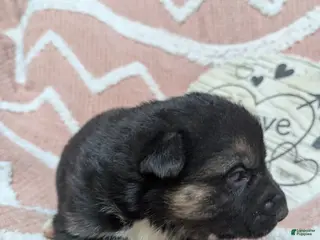 Gerberian Shepsky dogs Belle - Ad 3