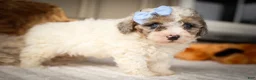 Miniature Poodle dogs for sale: Juno🦴  - Ad 7