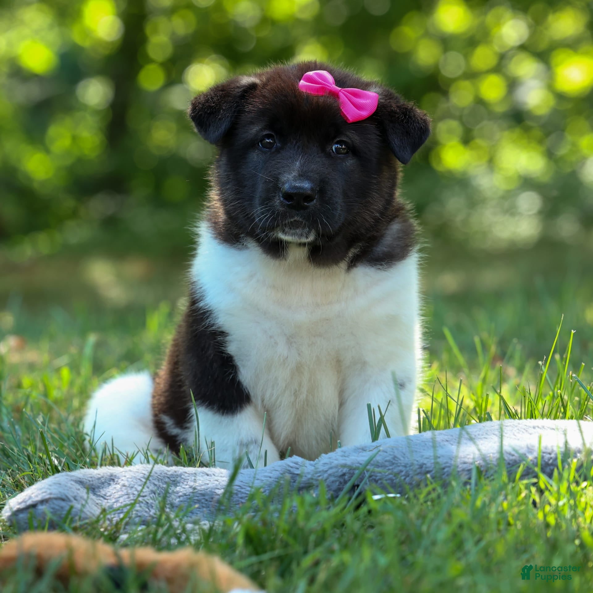 Dog Rescue Akita Adoption Near Me Female Akita Rescue Female Akita