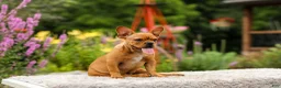 French Bulldog dogs for sale: Diesel - Ad 6