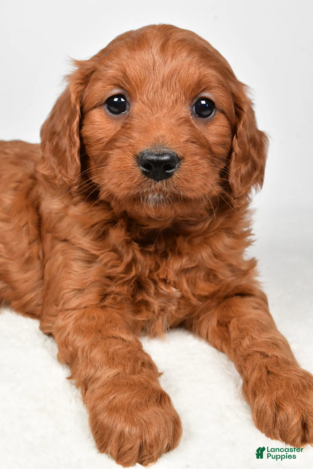 Mini Goldendoodle dogs for sale: Bridget - Ad 8